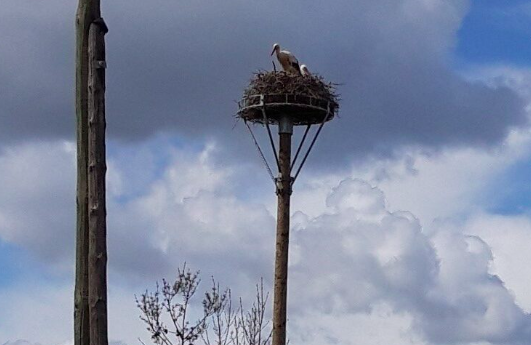 Un couple de cigognes blanches utilise la plateforme qui lui était destinée